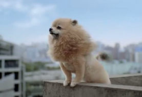 Tokyo Jungle arrive à pas de loulou de Poméranie